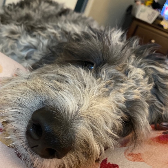 Meet your Posher, Liz - Picture 1 of 1